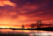 Photo of Фиолетовый трикини с кокосовыми принтами