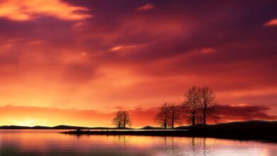 Photo of Фиолетовый трикини с кокосовыми принтами