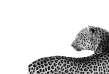 Photo of Купальник-монокини с леопардовым принтом