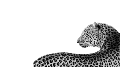 Photo of Купальник-монокини с леопардовым принтом