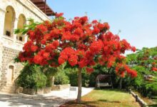 Photo of Черный бандо-купальник с красными цветами