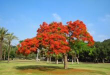 Photo of Черный бандо-купальник с красными цветами