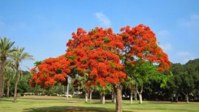 Photo of Черный бандо-купальник с красными цветами