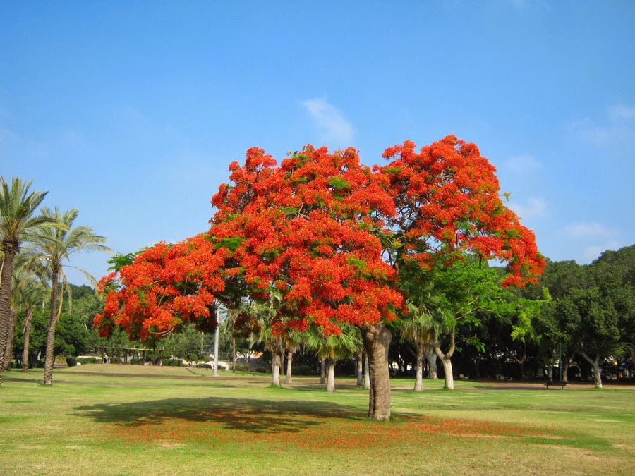 Фото 1 — Черный бандо-купальник с красными цветами