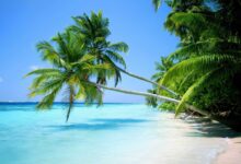 Photo of Белый трикини с кокосовыми пальмами