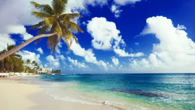 Photo of Раздельный купальник с фламинго и пальмами